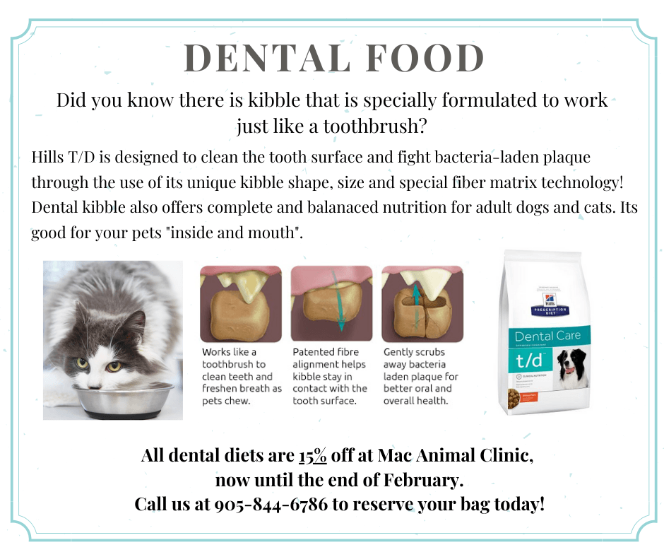 dental kibble