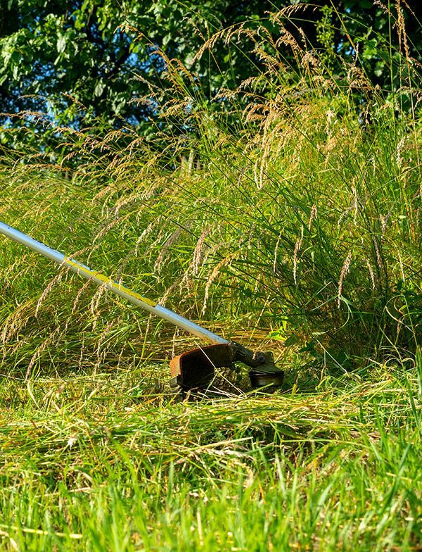 A Person Is Driving A Tractor Through A Field Of Tall Grass — Cane Country Slashing & Mowing In Marian, QLD