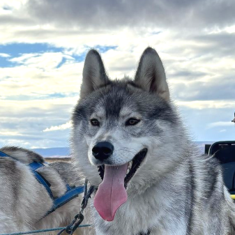 Dog sledding, sled dogs, Iceland, North Iceland, winter adventure, pristine nature, family business, authentic, Siberian husky