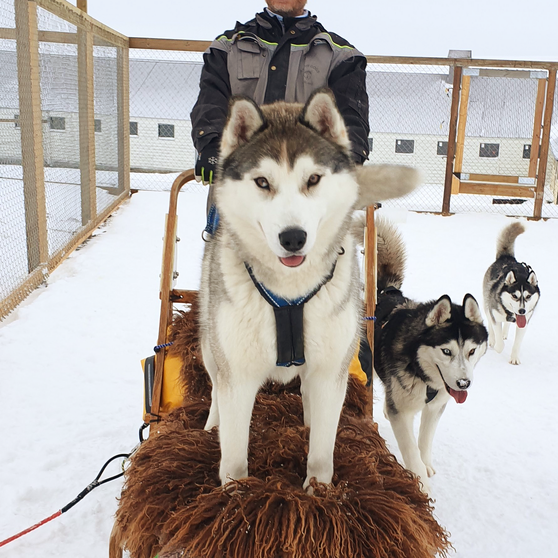 Dog sledding, sled dogs, Iceland, North Iceland, winter adventure, pristine nature, family business, authentic, Siberian husky
