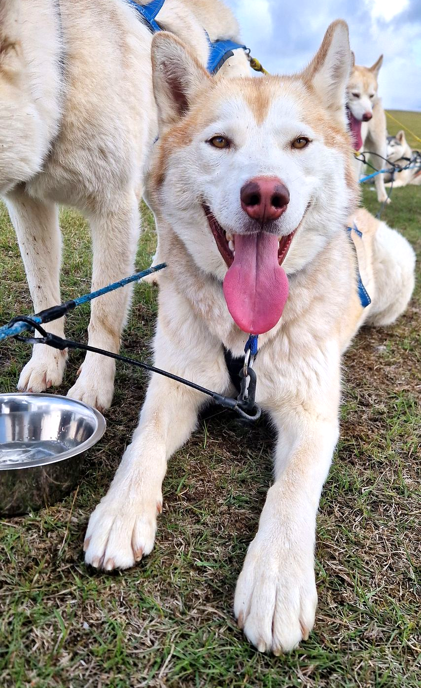 Siberian Husky, dog sledding, sled dogs, Iceland, north Iceland