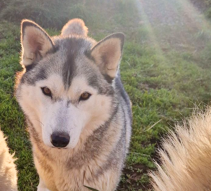Dog sledding, sled dog, Siberian Husky