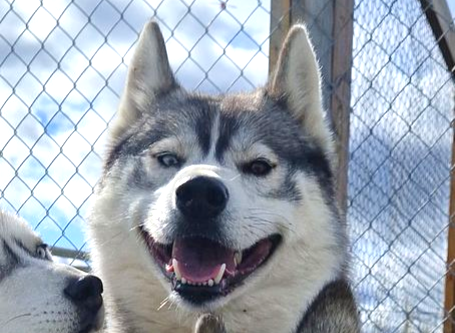 Sled dog, dog sledding, dog smile