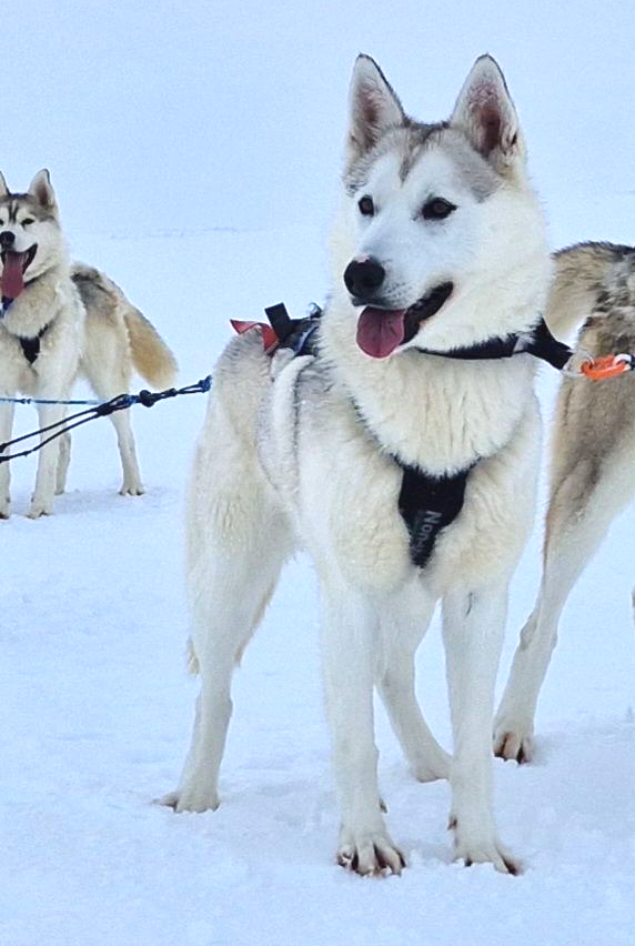 Dog sledding, sled dog, Siberian Husky, Iceland