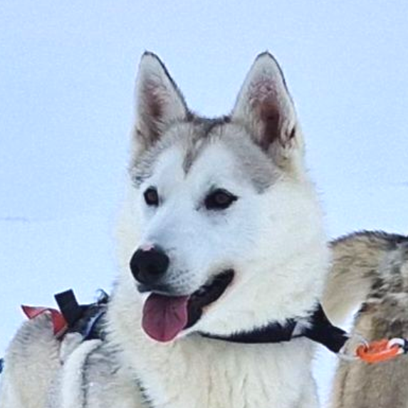 Dog sledding, sled dogs, Iceland, North Iceland, winter adventure, pristine nature, family business, authentic, Siberian husky