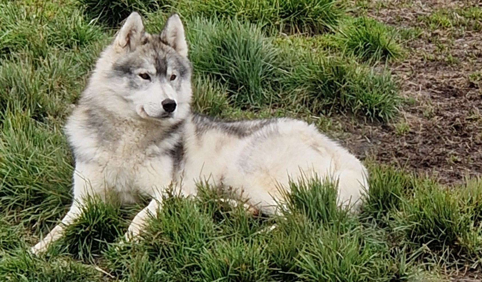 Sled dogs, dog sledding, Siberian Husky, Iceland, north Iceland