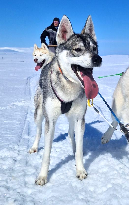 Sled dogs, dog sledding, Siberian Husky, North Iceland, Iceland