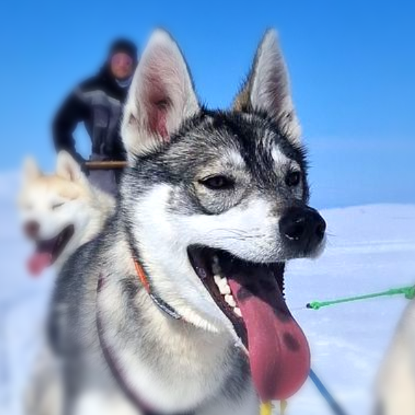 Dog sledding, sled dogs, Iceland, North Iceland, winter adventure, pristine nature, family business, authentic, Siberian husky