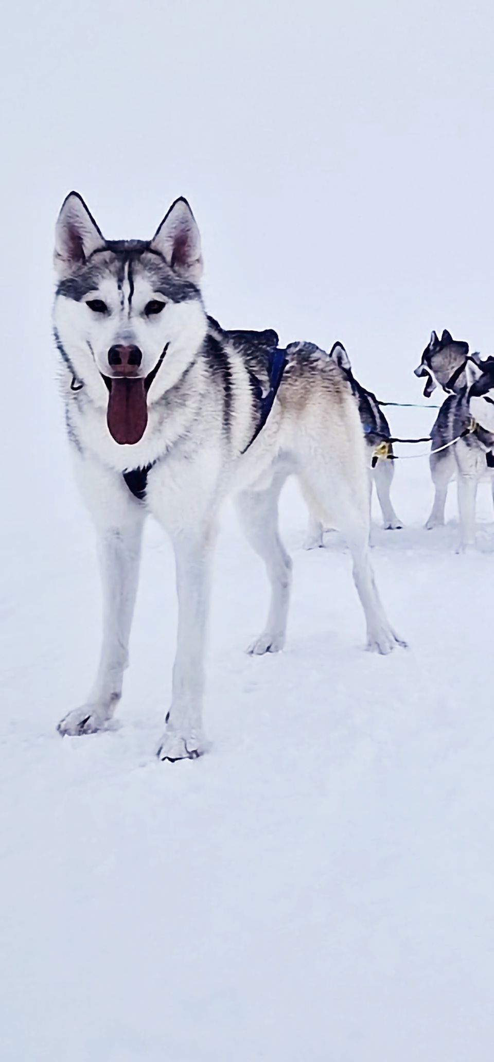 Dog sledding, sled dog, Siberian Husky