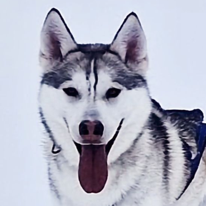 Dog sledding, sled dogs, Iceland, North Iceland, winter adventure, pristine nature, family business, authentic, Siberian husky