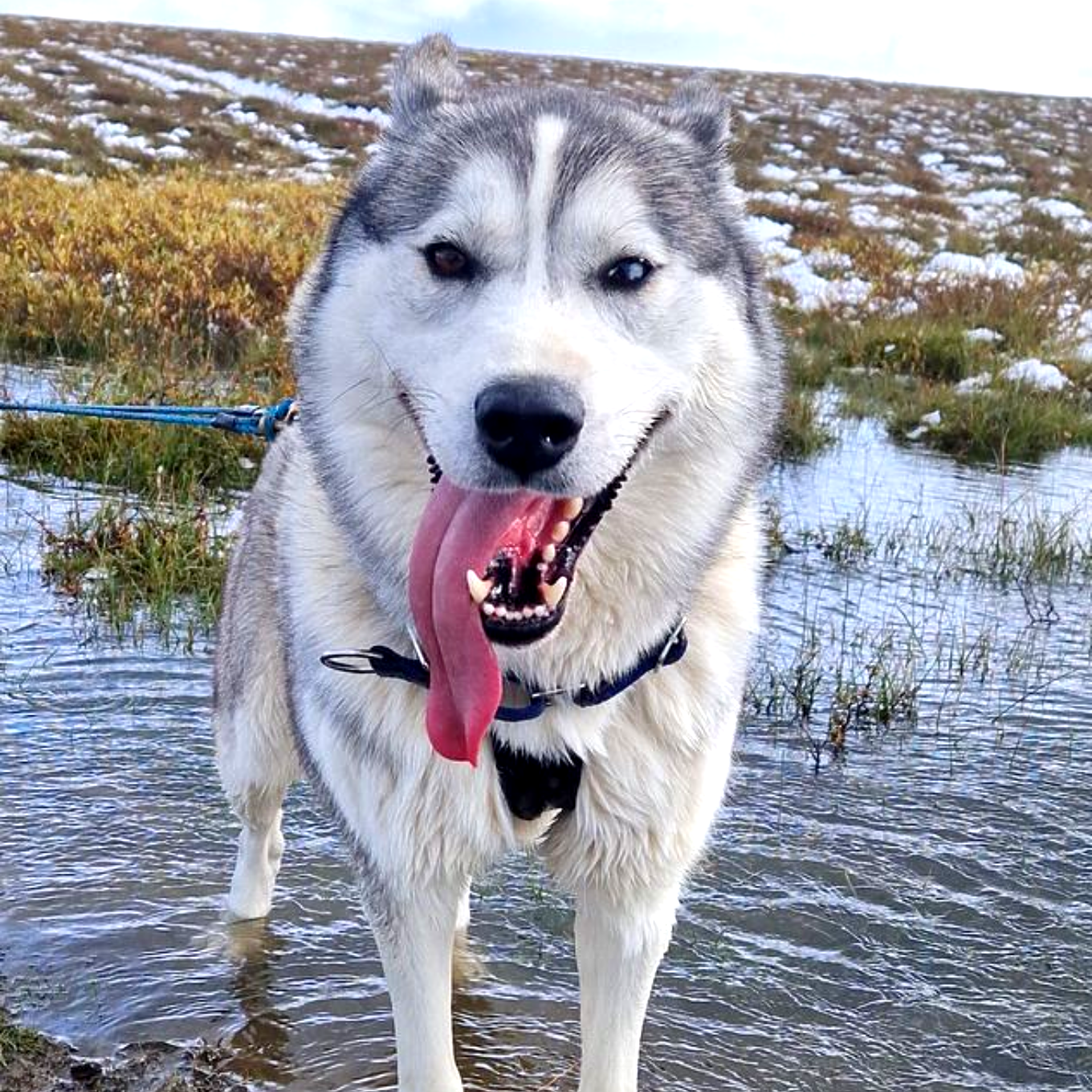 Dog sledding, sled dogs, winter,