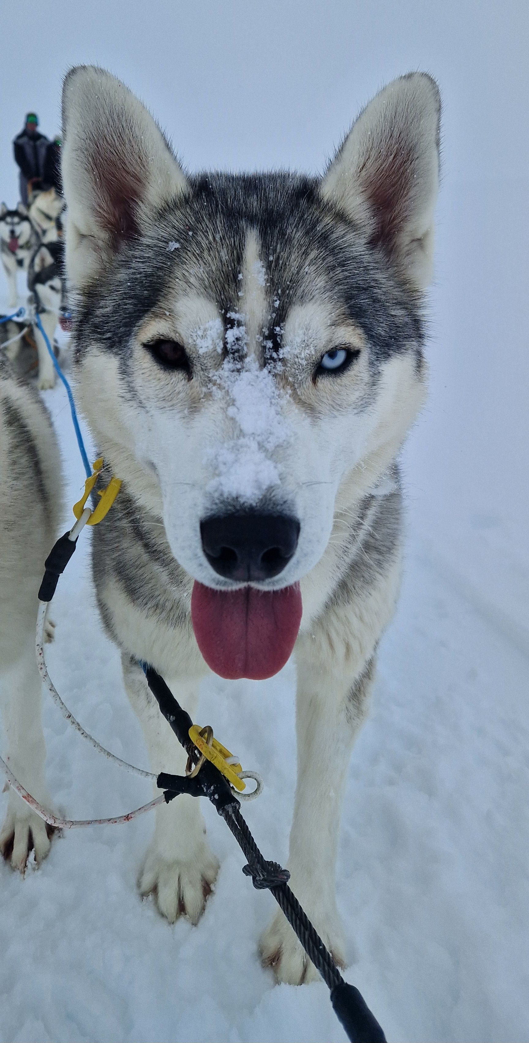 Dog sledding, Sled dogs, Siberian Husky