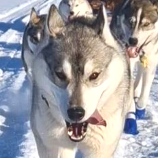 Dog sledding, sled dogs, Iceland, North Iceland, winter adventure, pristine nature, family business, authentic, Siberian husky