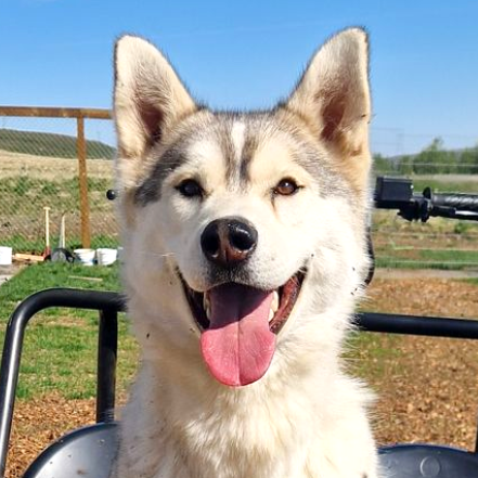 Dog sledding, sled dogs, Iceland, North Iceland, winter adventure, pristine nature, family business, authentic, Siberian husky