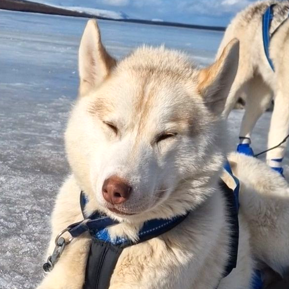 Dog sledding, sled dogs, Iceland, North Iceland, winter adventure, pristine nature, family business, authentic, Siberian husky
