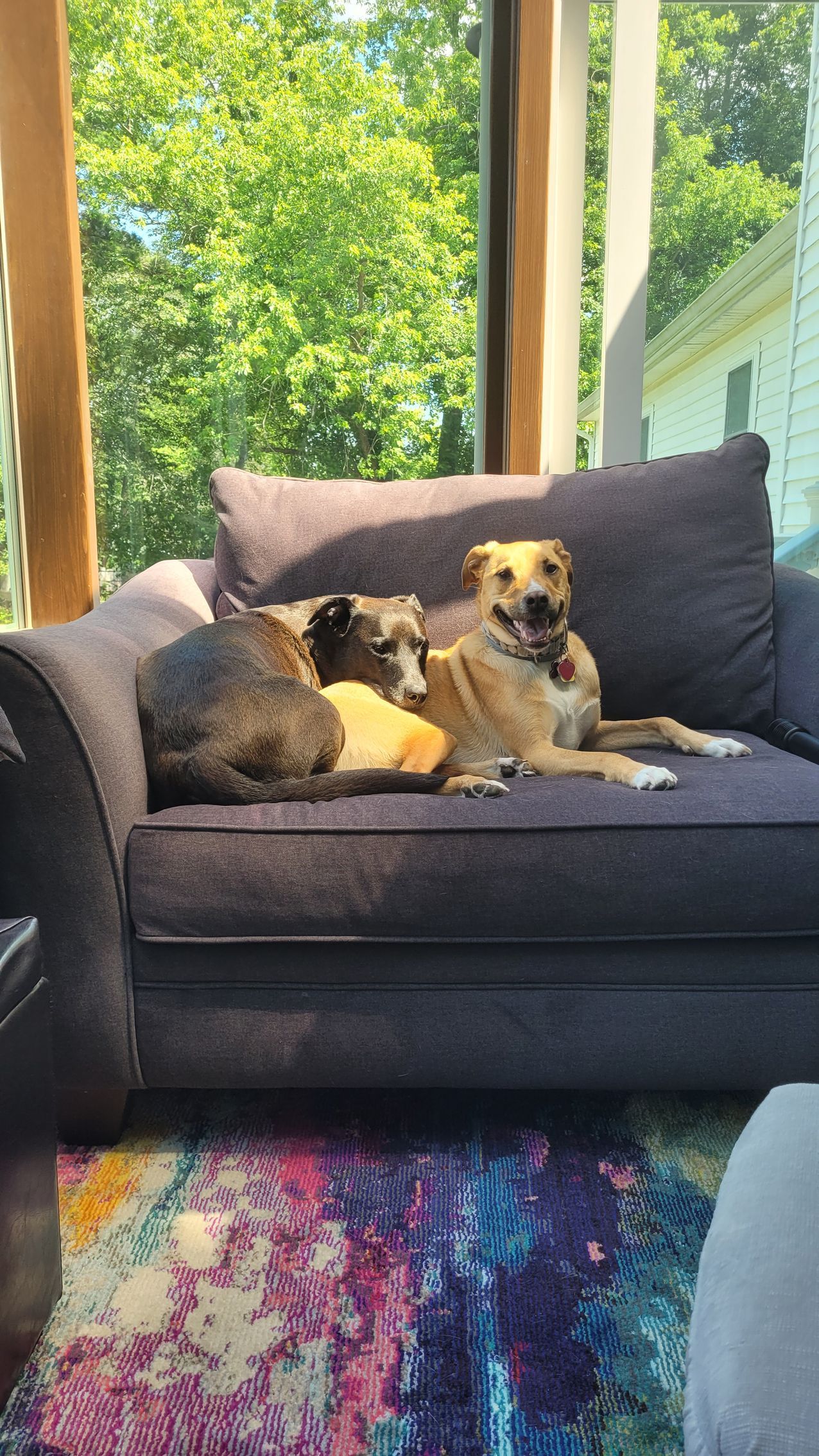 2 dogs sitting on an oversized chair in front of a window with a colorful rug