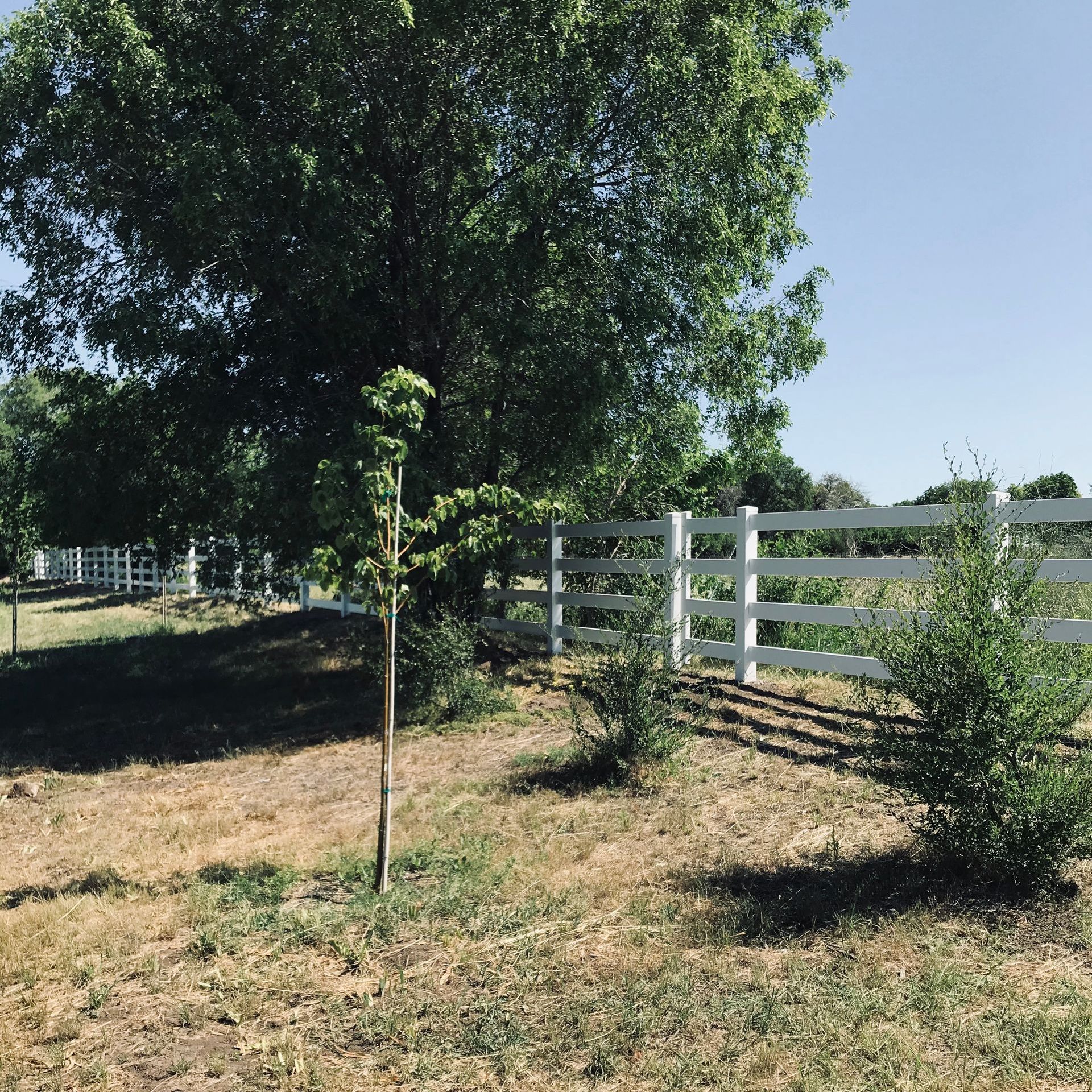 A white fence surrounds a field with trees and bushes