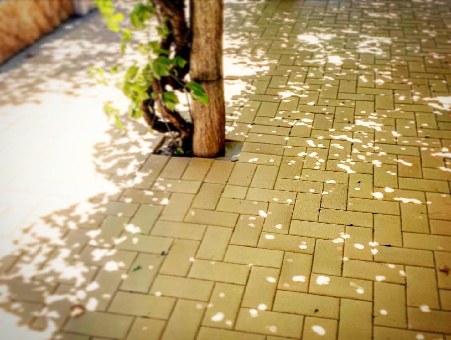 residential-landscaping dusk