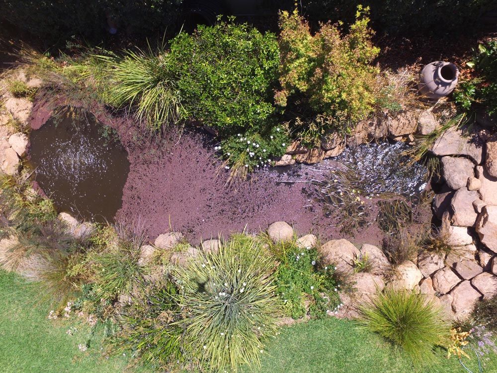 residential-landscaping pond