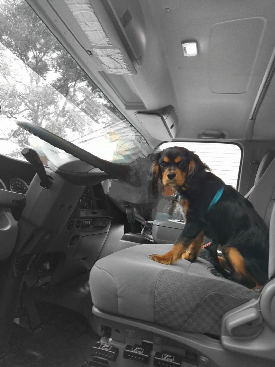 A dog is sitting in the driver 's seat of a car