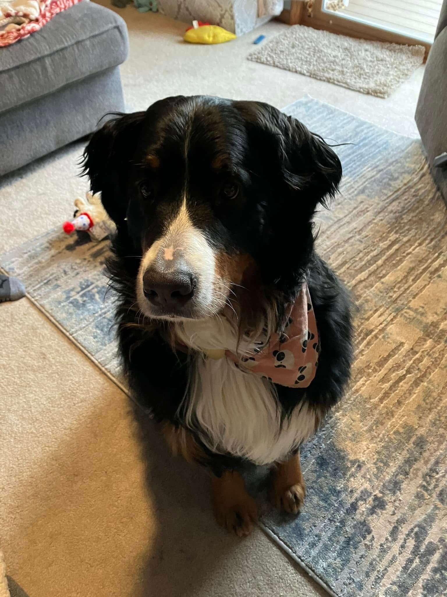 A black and white dog wearing a bow tie is sitting on a rug in a living room.