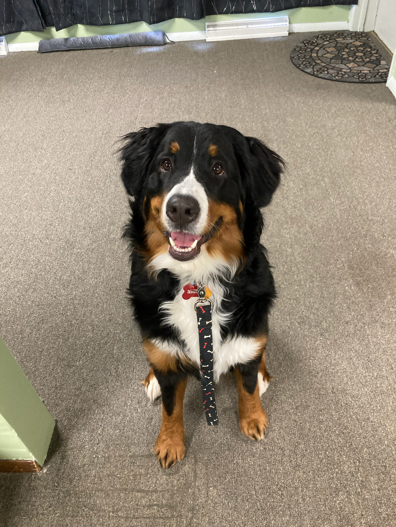 A brown and white dog is sitting on the floor and smiling.