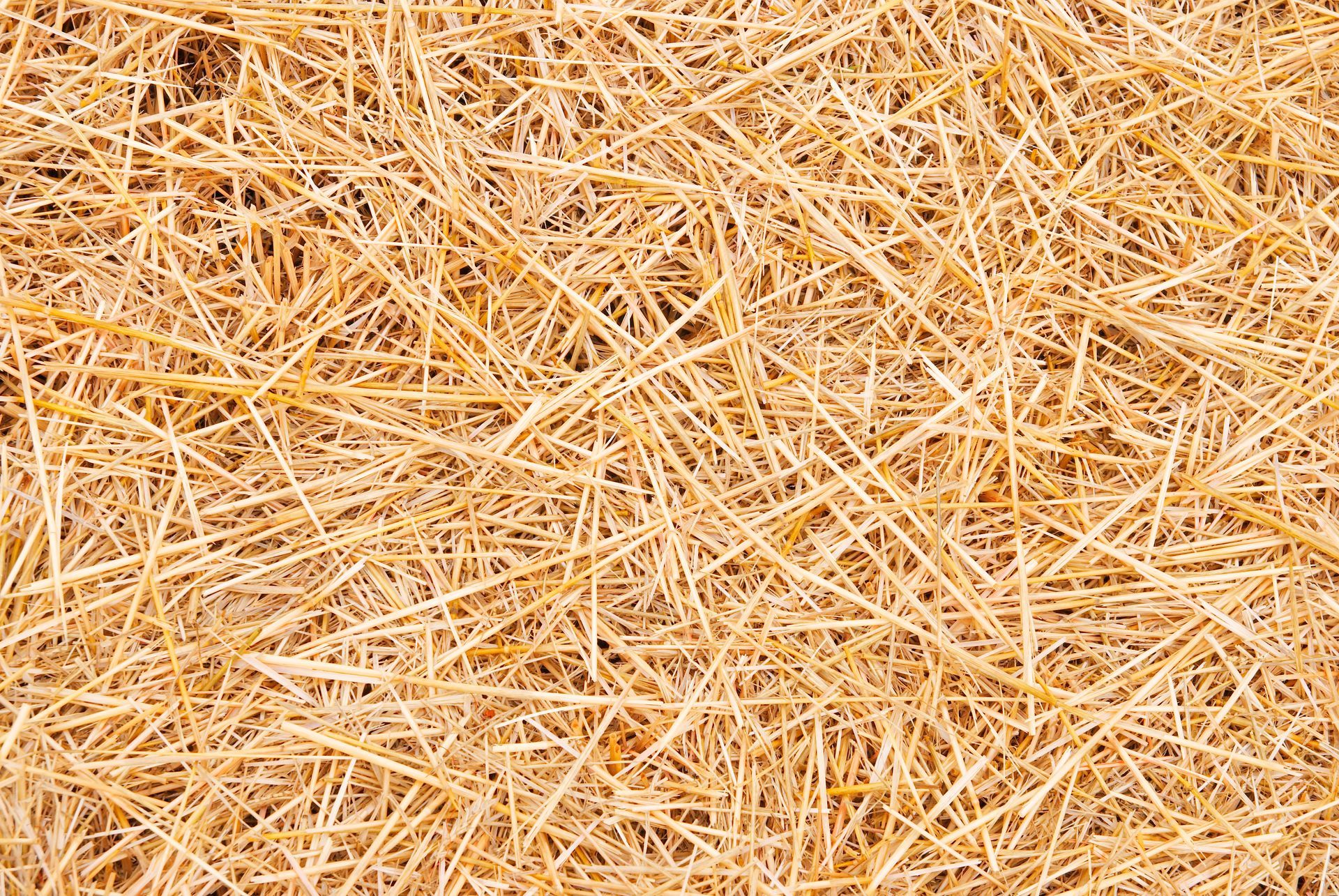 Wheatstraw