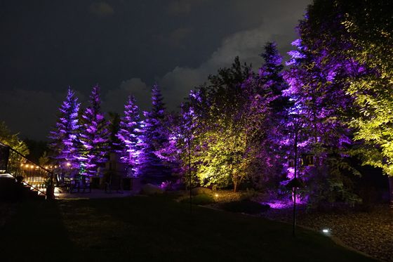 Purple landscape lighting