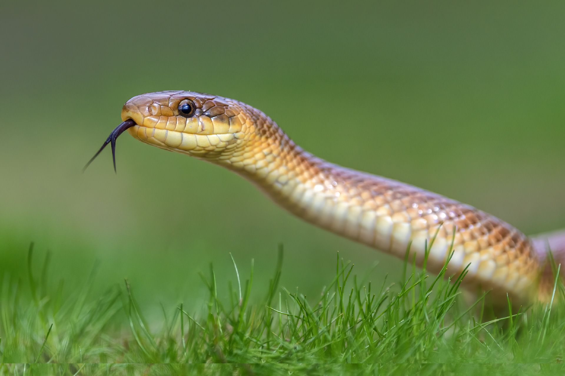 ALEMANA DE FUMIGACIONES CENTRAL DE SANEAMIENTO SAS
