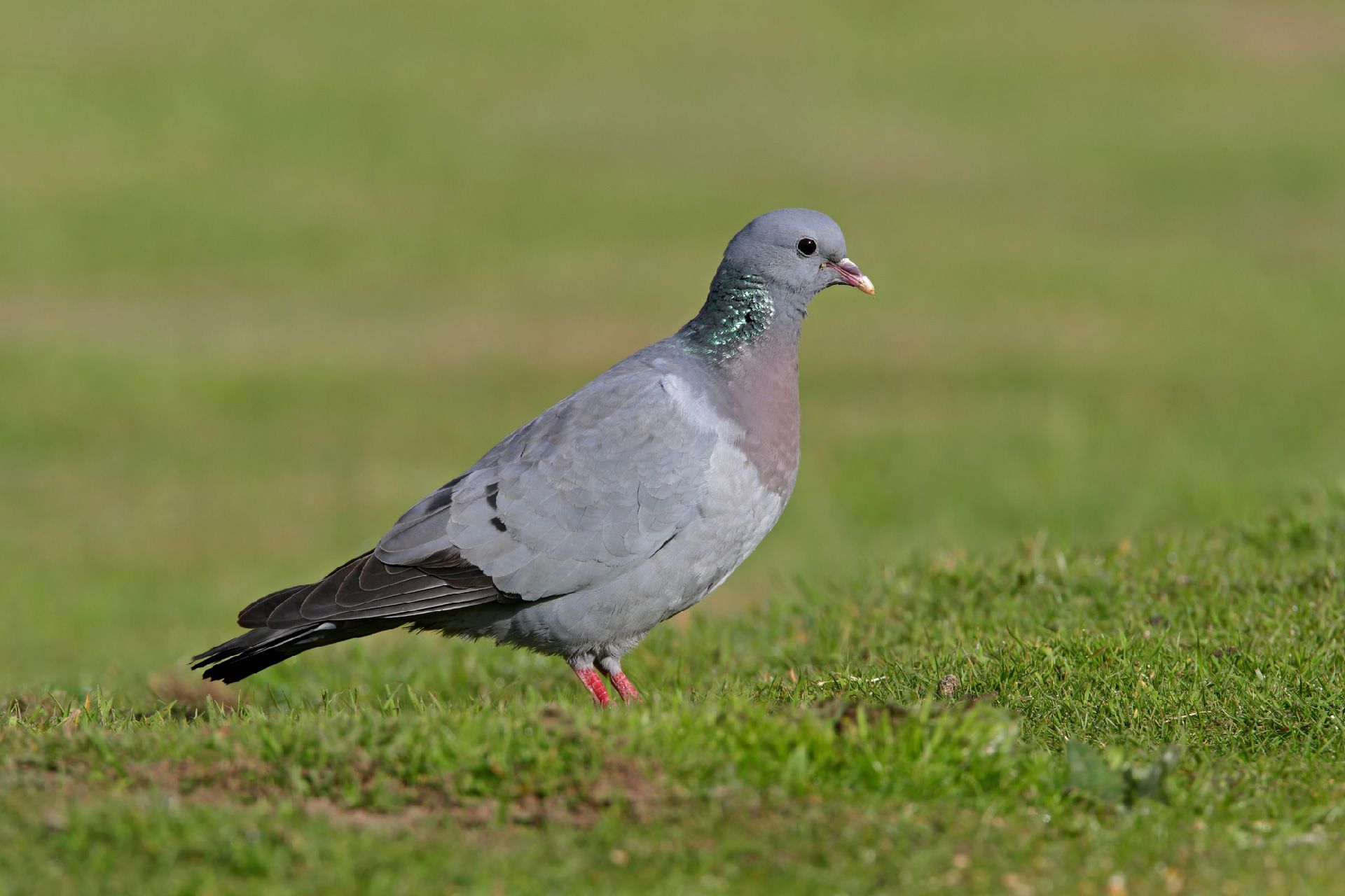ALEMANA DE FUMIGACIONES CENTRAL DE SANEAMIENTO SAS