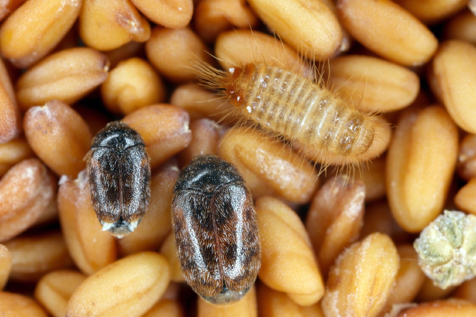 ALEMANA DE FUMIGACIONES CENTRAL DE SANEAMIENTO SAS