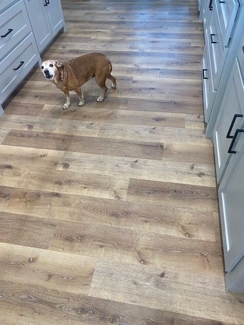 A dog is standing on a wooden floor in a kitchen.
