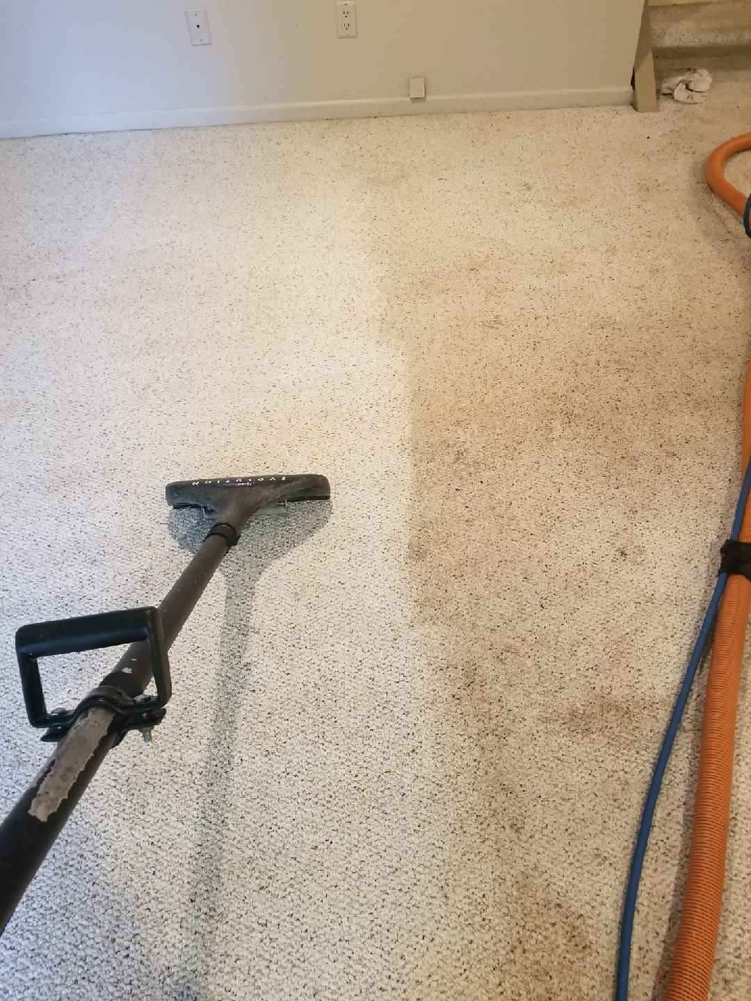 Carpet cleaning in progress; half the carpet is clean, the other half is dirty with reddish-brown stains.