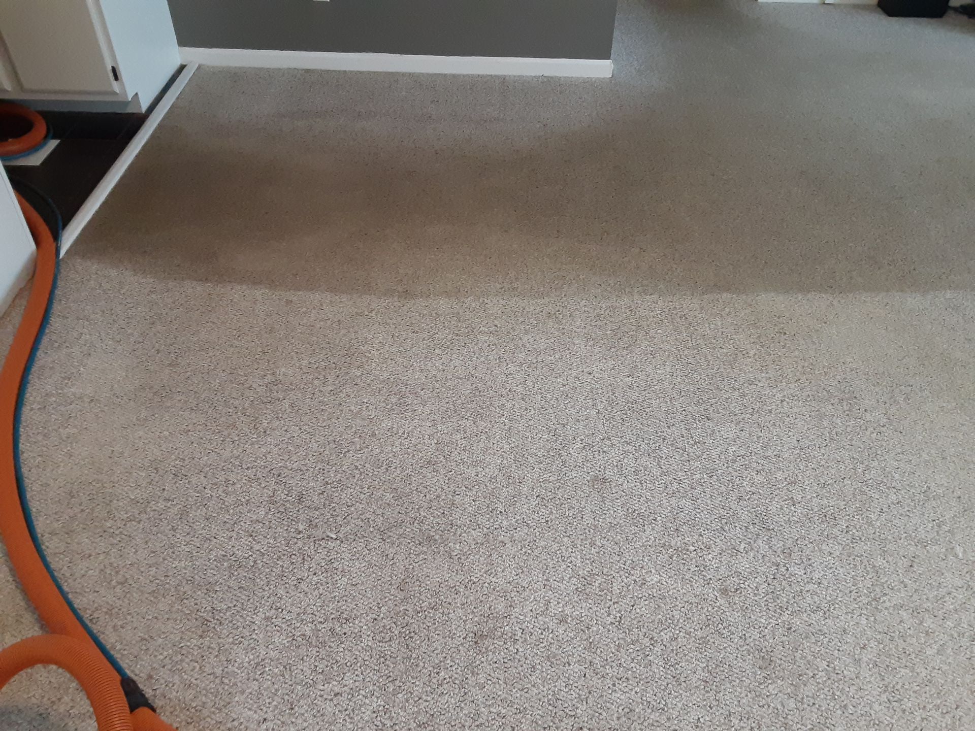 Carpet cleaned, half shows cleaned area, half soiled. Orange vacuum hose visible.