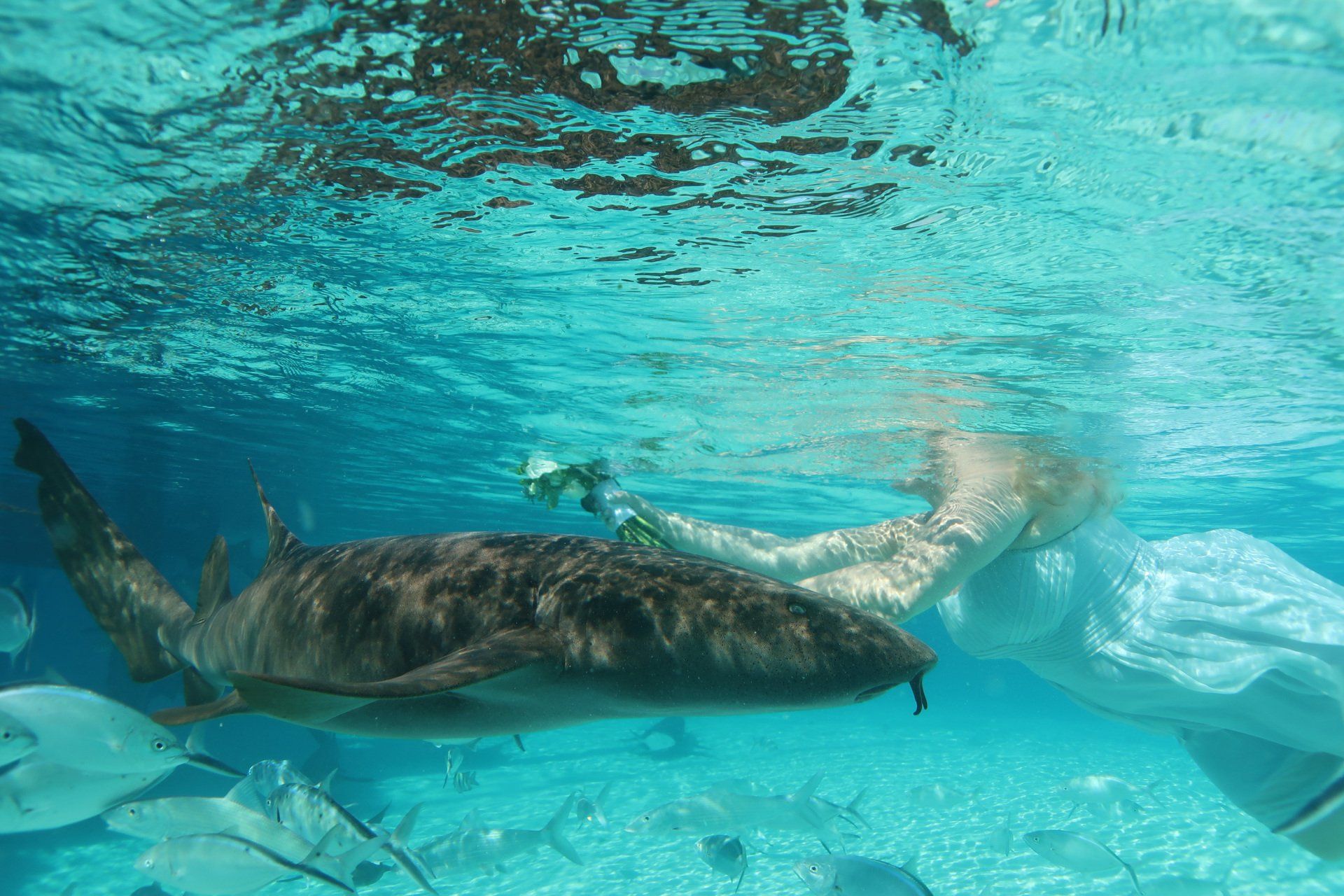 A woman is swimming with a shark in the ocean.