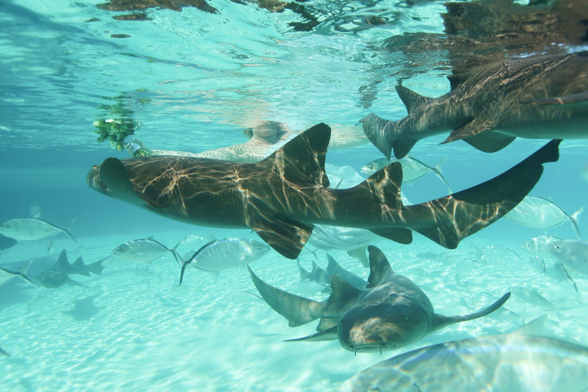 A group of sharks are swimming in the ocean.