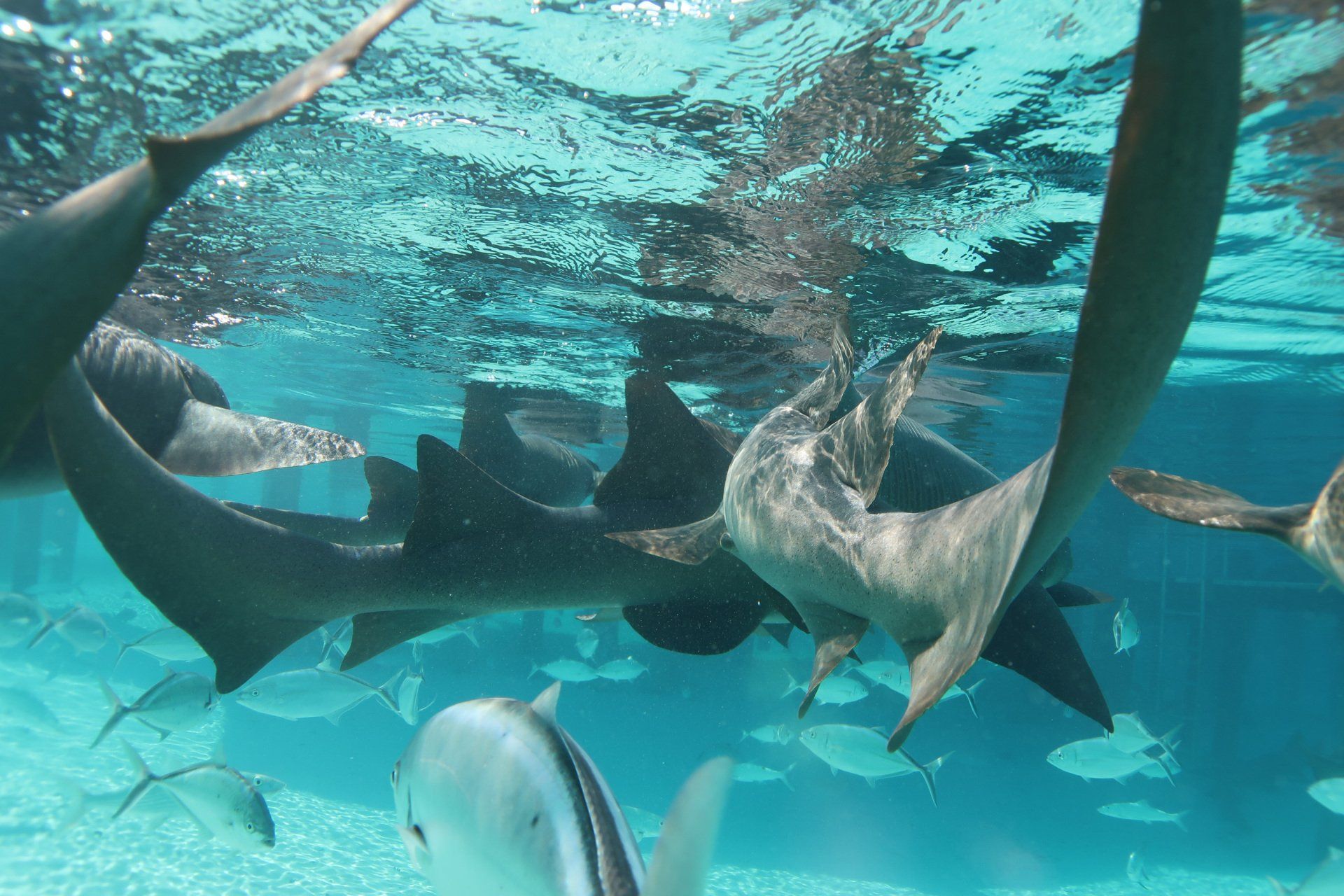 A group of sharks are swimming in the ocean