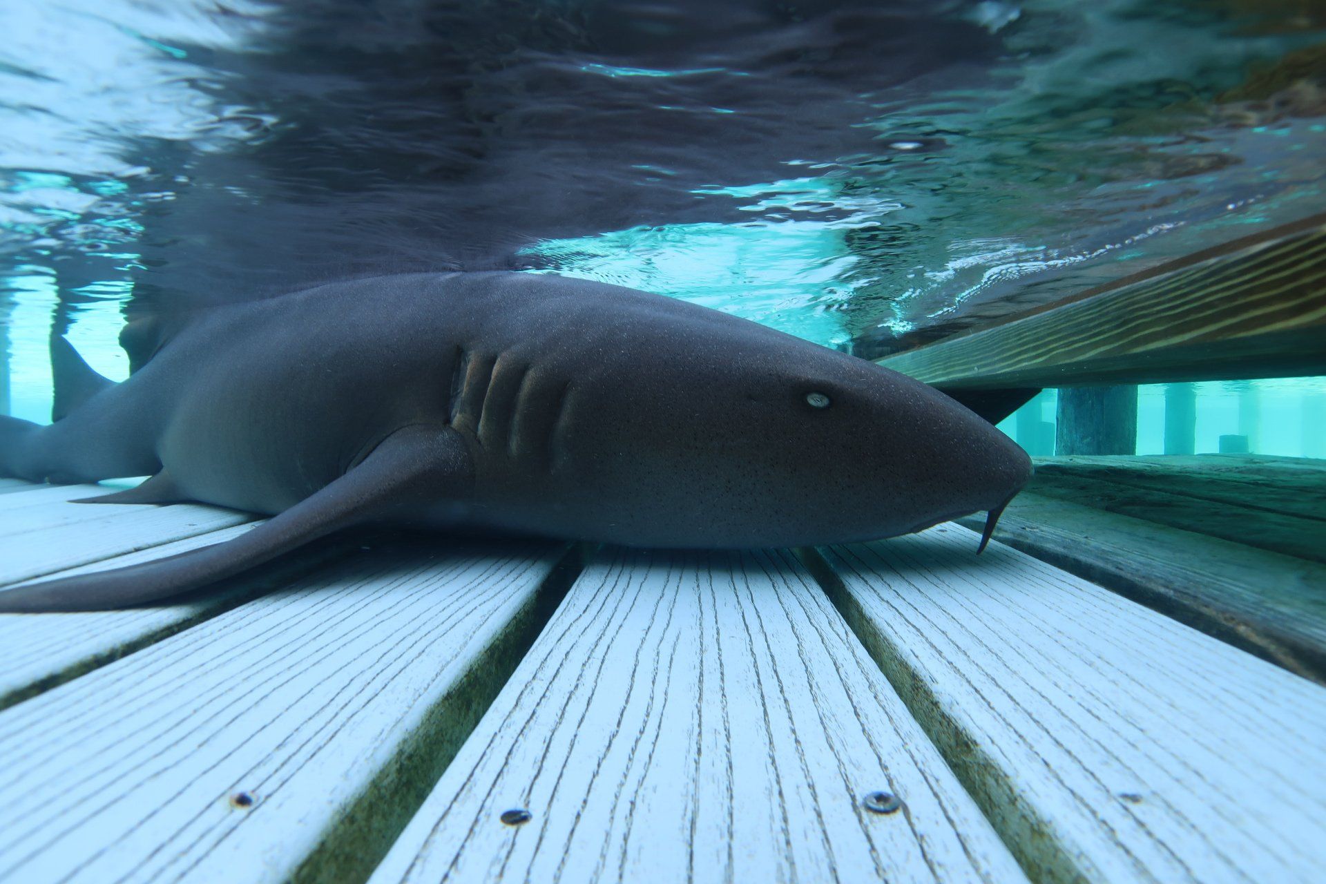 A shark is laying on a wooden deck in the water