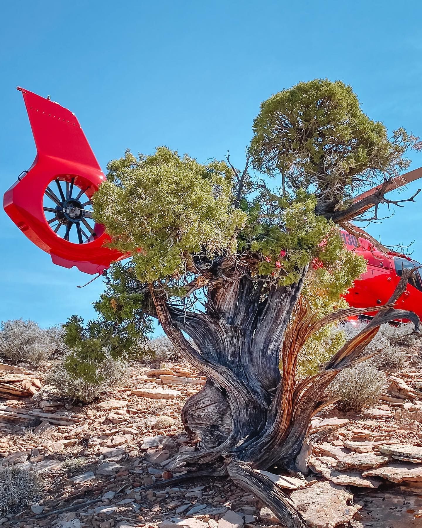 Red helicopter tail section entangled in a gnarled desert tree against a clear blue sky.