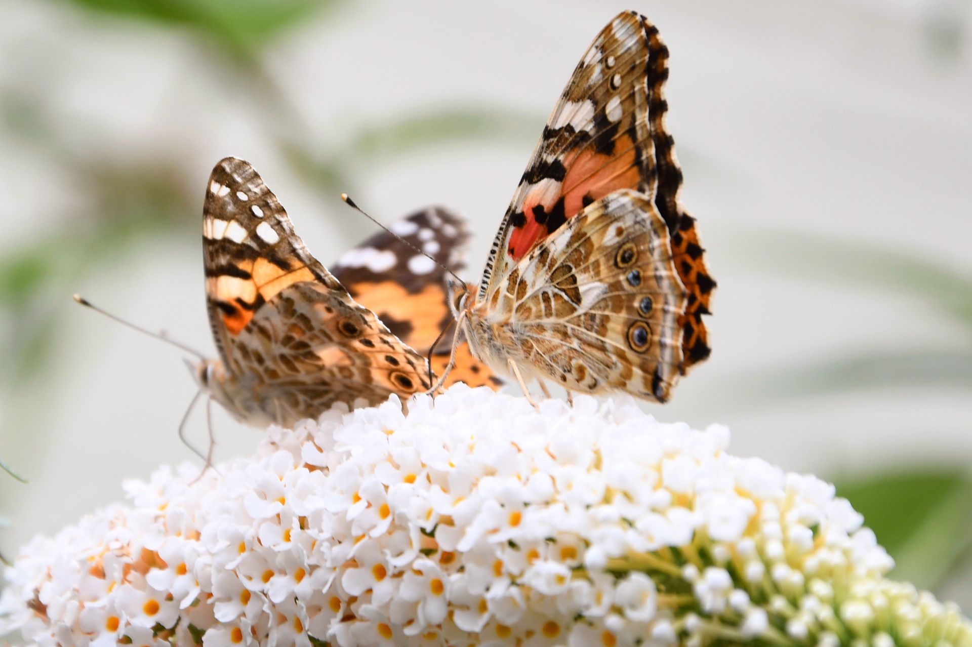 steun een goed doel | Doneer | Geef om een ander | Groene Dromers