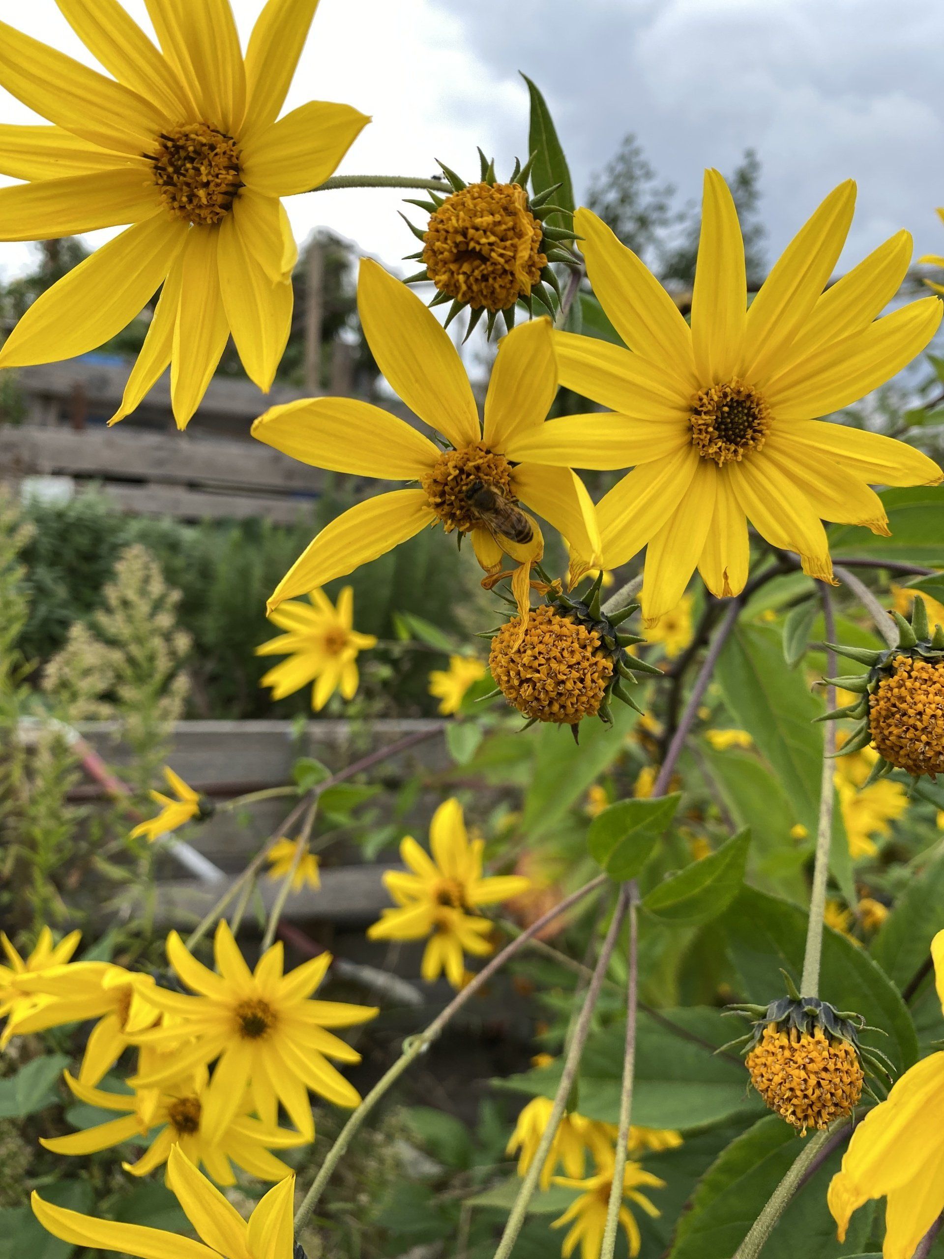 Voedselbank voor de bij | inheemse bloemen | the pollinators | Groene Dromers