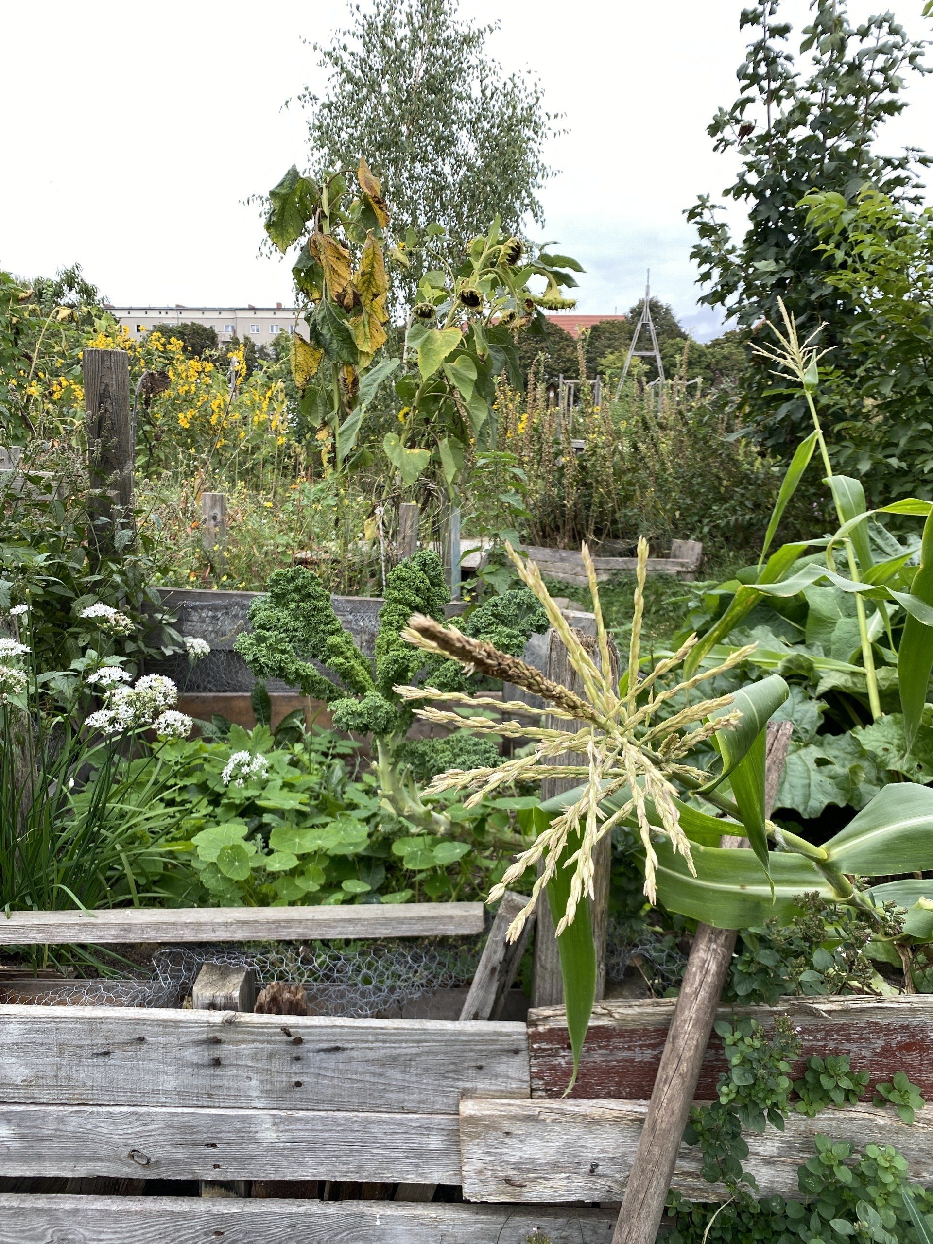 Voedselbank voor de bij | inheemse bloemen | the pollinators | Groene Dromers