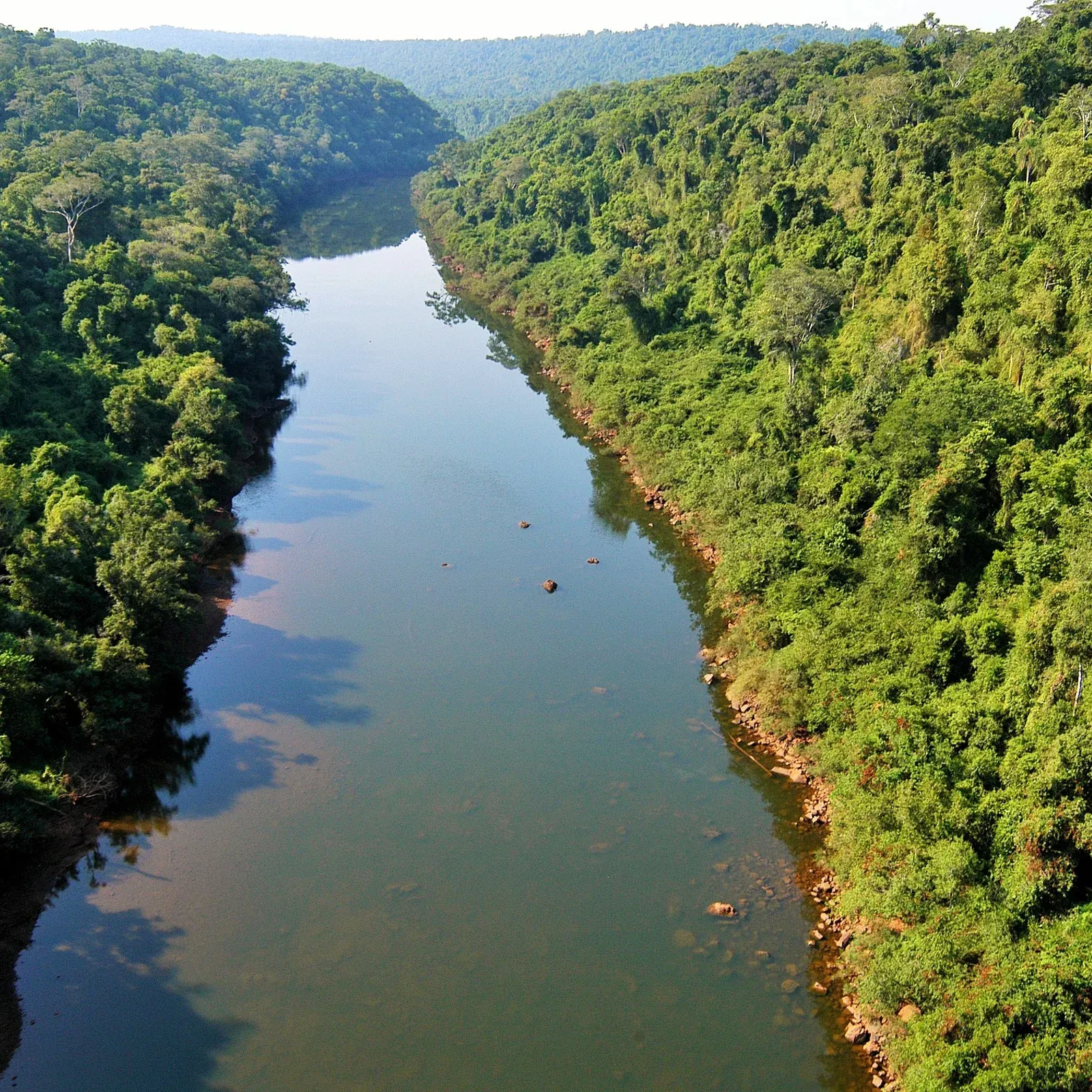Un río que fluye a través de un exuberante bosque verde