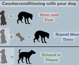 Counterconditioning - Delta, CO - Covenant Keeper’s K9 Training Facility