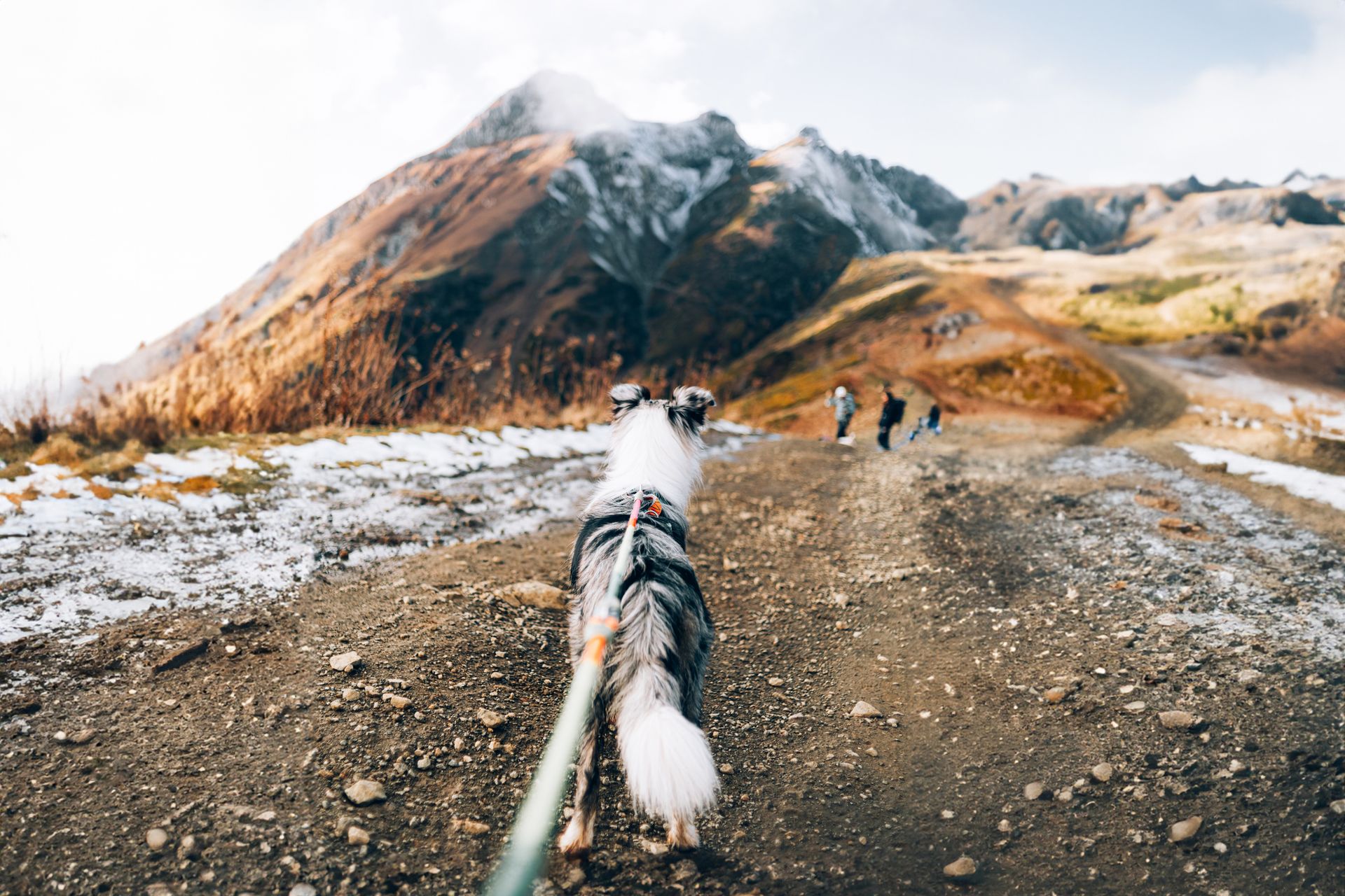 Dog Hiking - Delta, CO - Covenant Keeper’s K9 Training Facility