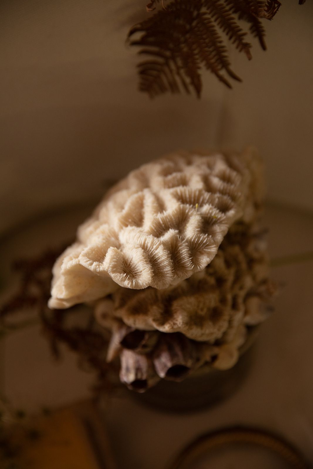 Primo piano di un corallo cervello e di una fronda di felce con una tavolozza di colori tenui.