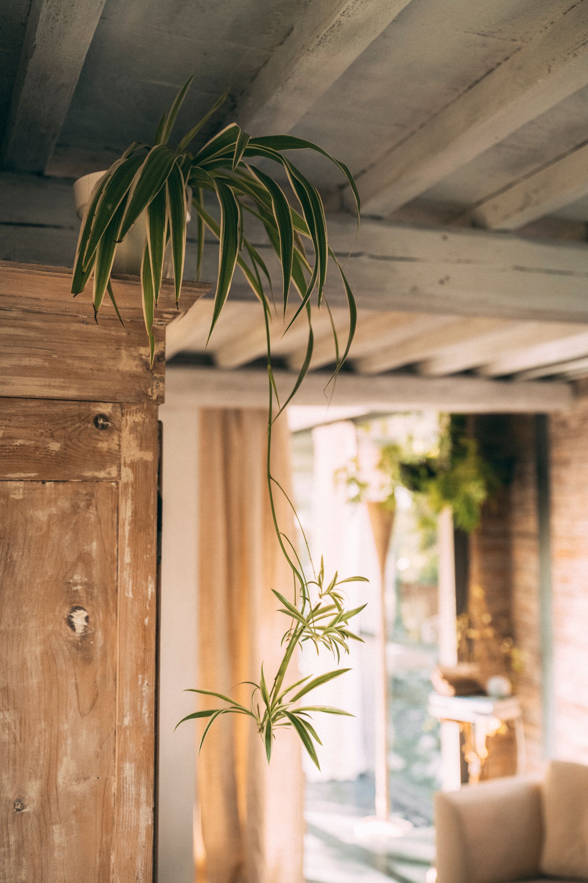 Pianta ragno appesa in casa con una porta di legno e una finestra sfocata sullo sfondo.