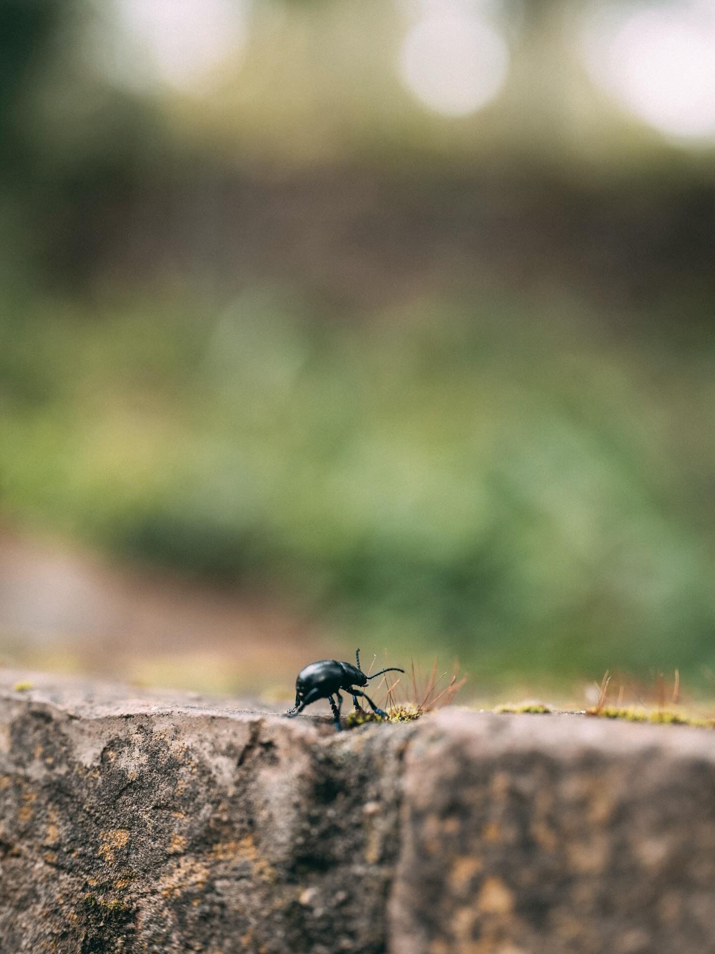 Coleottero nero su una sporgenza di pietra erosa dalle intemperie, sfondo verde sfocato.