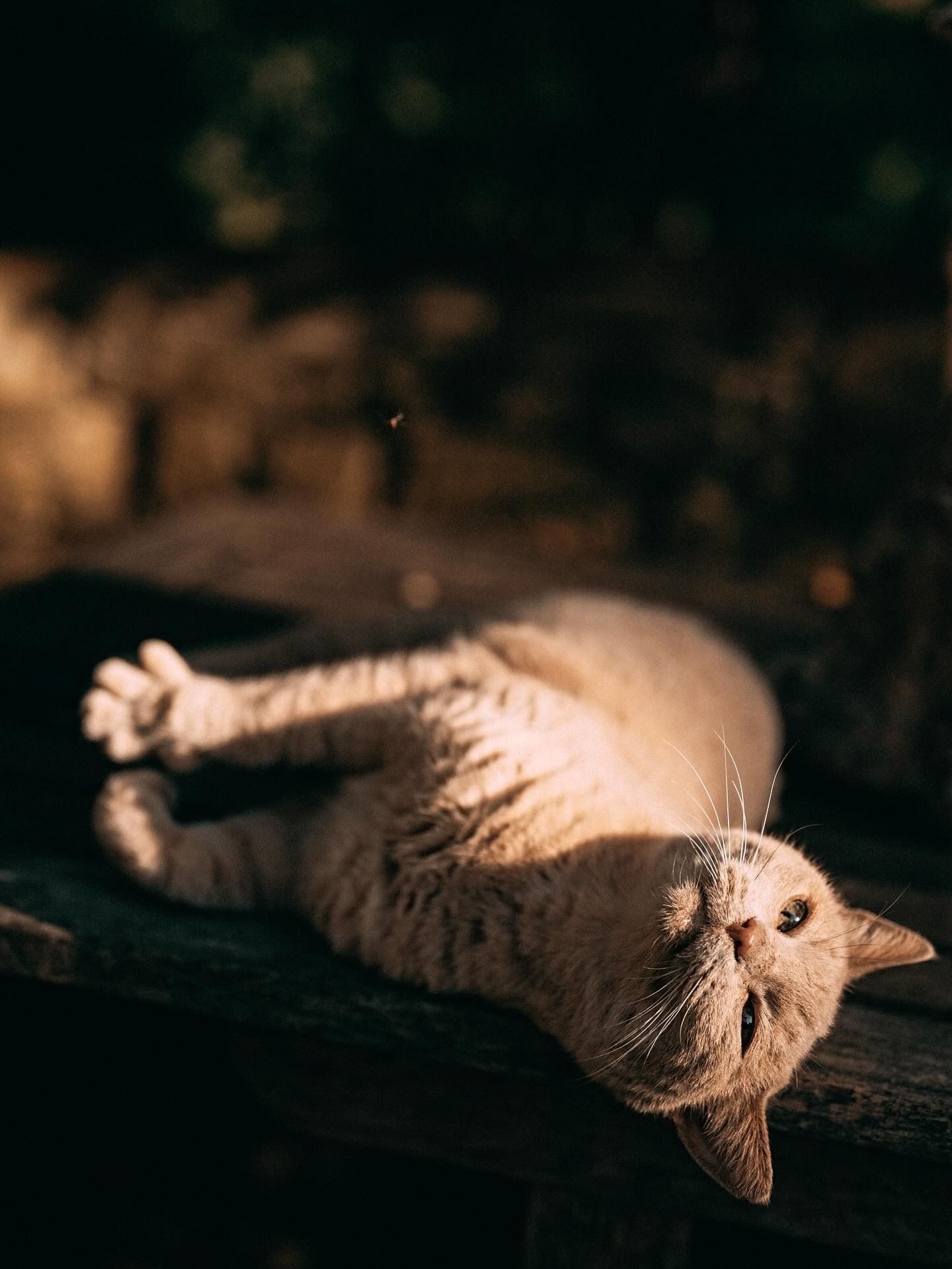 Un gatto color marrone chiaro è sdraiato sulla schiena su una superficie di legno, con gli occhi chiusi, e si crogiola alla luce del sole.