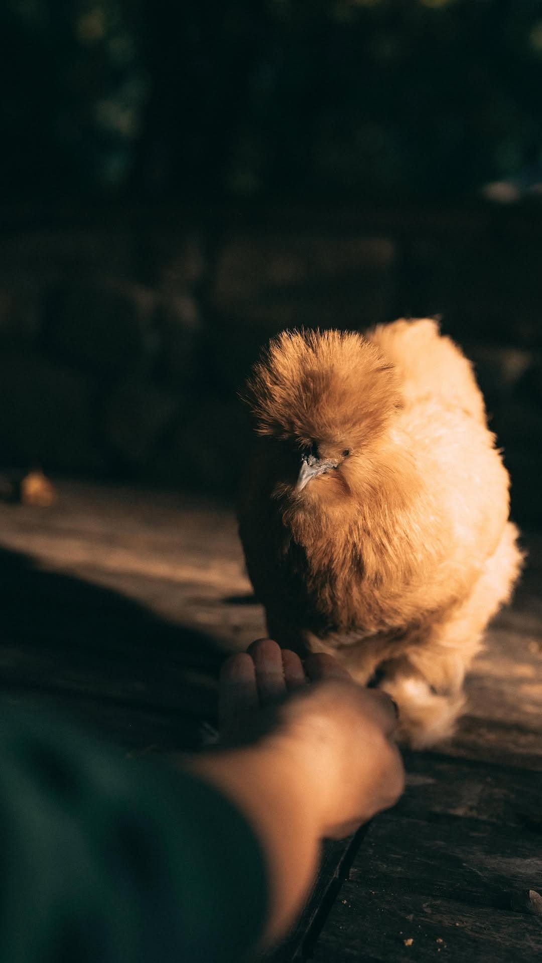 Un pulcino marrone e soffice si avvicina alla mano di una persona, all'aperto.
